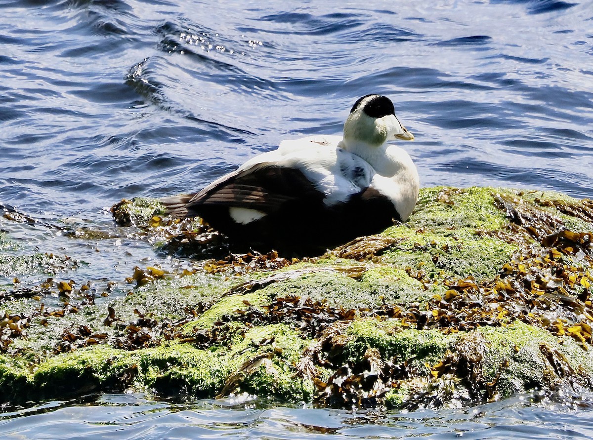 Common Eider - ML638170613