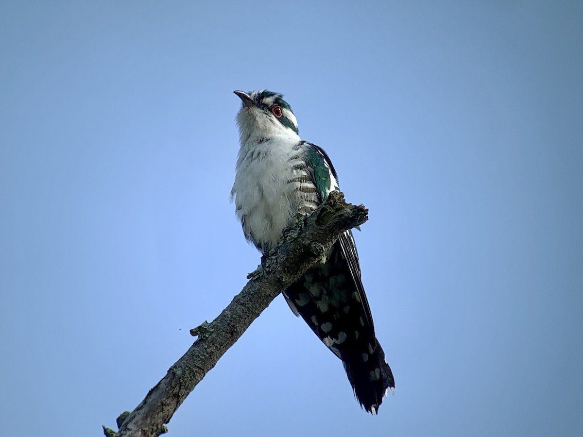 Dideric Cuckoo - ML638170621