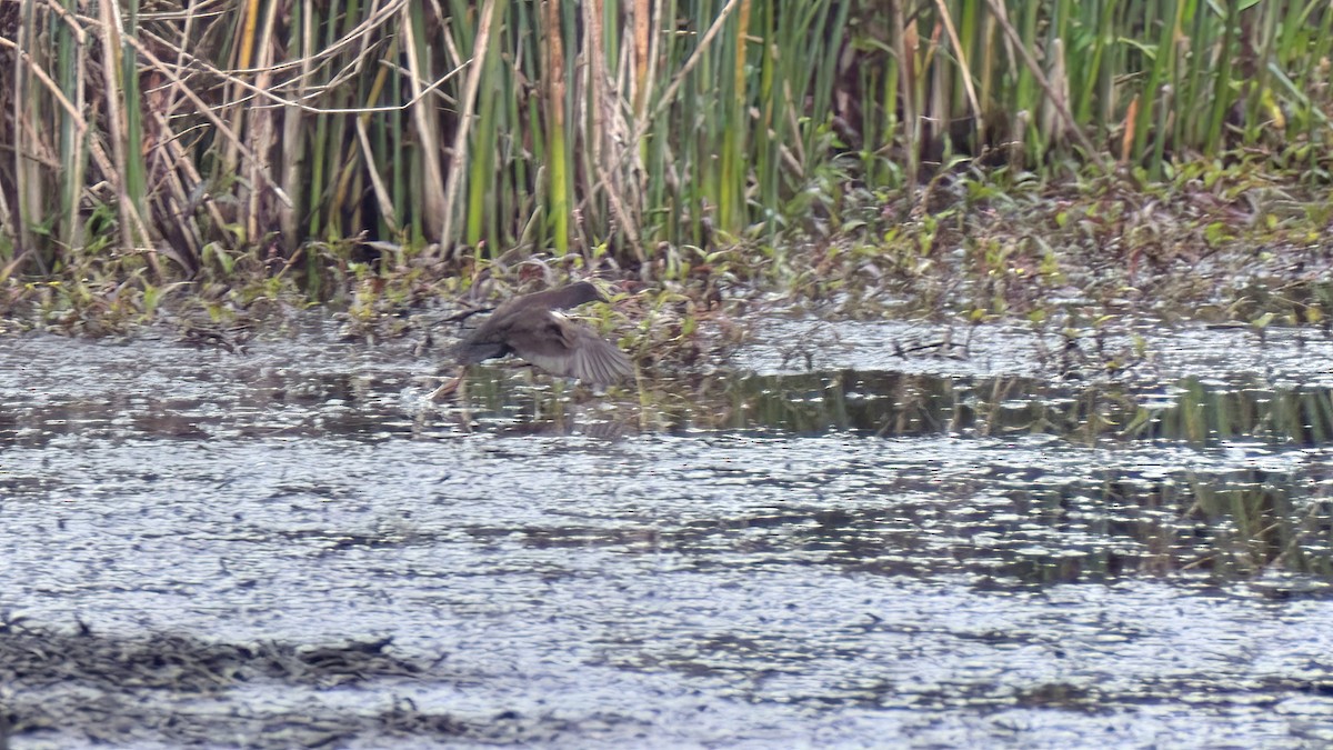 Spotless Crake - ML638170622