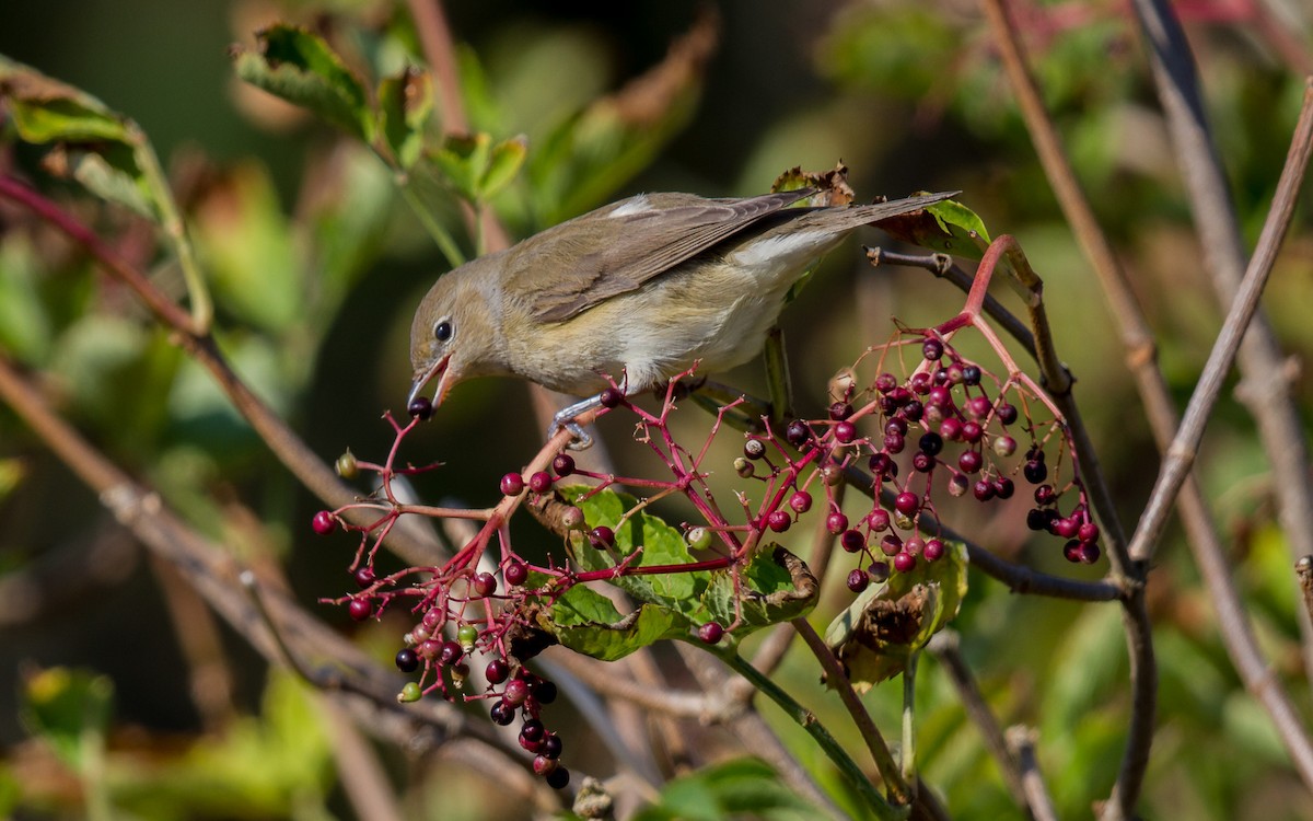 Garden Warbler - ML638170656