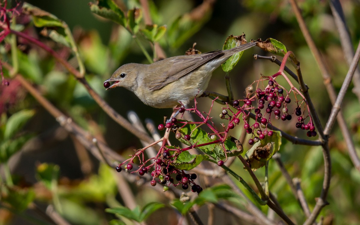 Garden Warbler - ML638170657