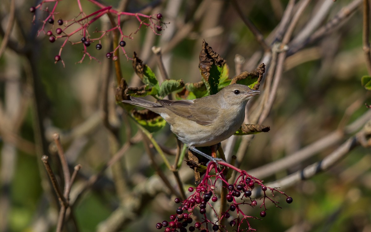 Garden Warbler - ML638170658