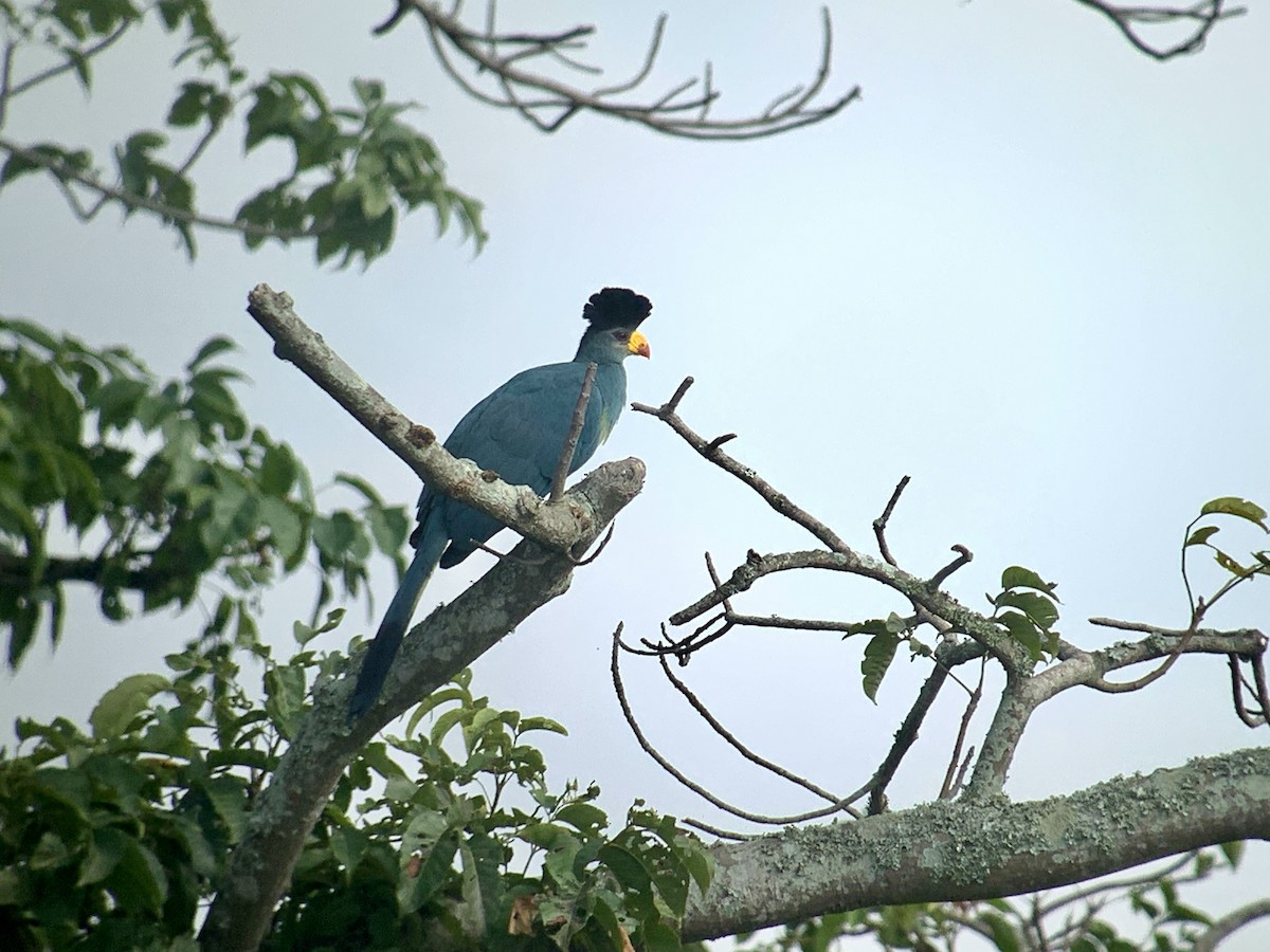 Great Blue Turaco - ML638170662