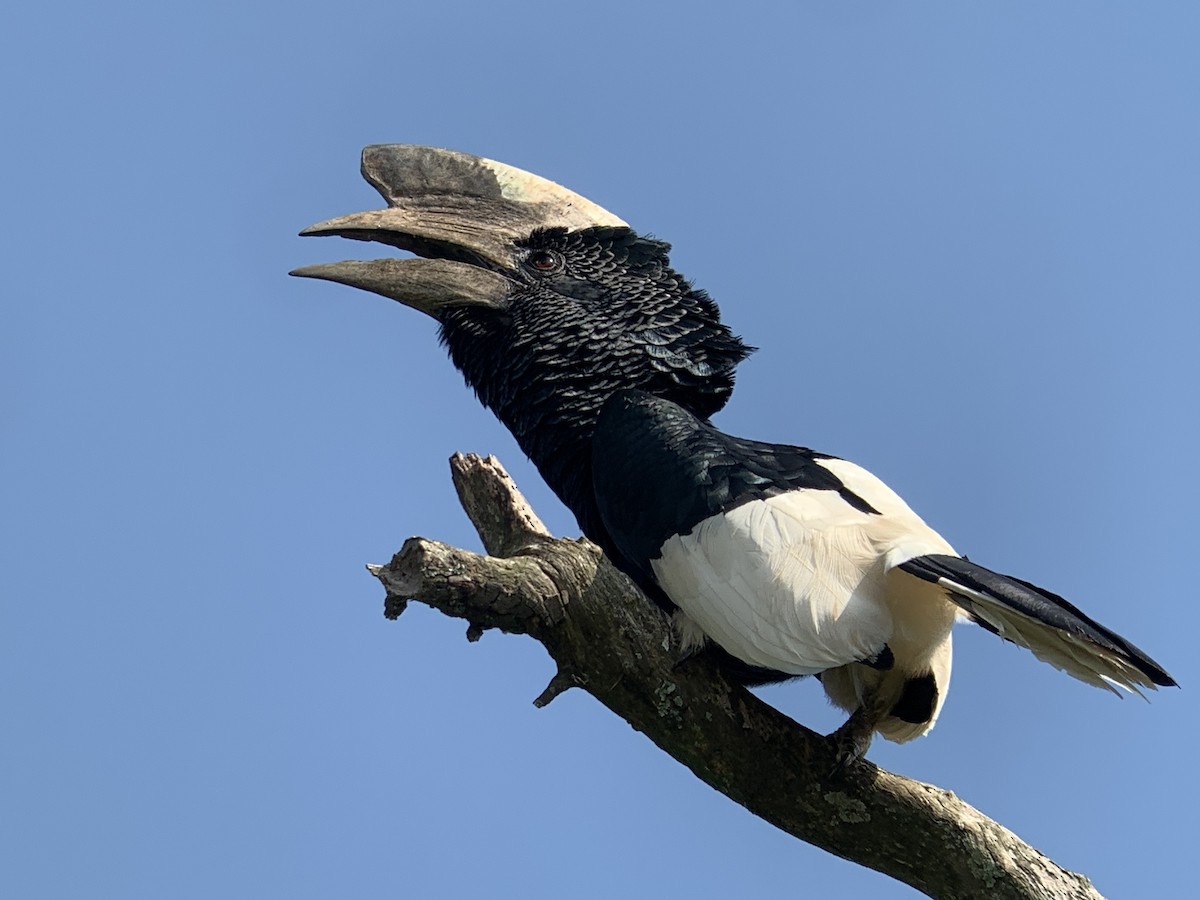 Grauwangen-Hornvogel - ML638170686