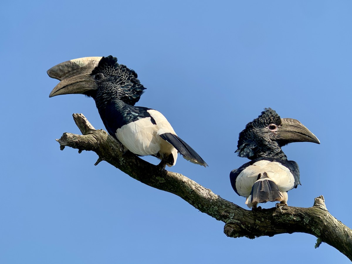 Grauwangen-Hornvogel - ML638170687