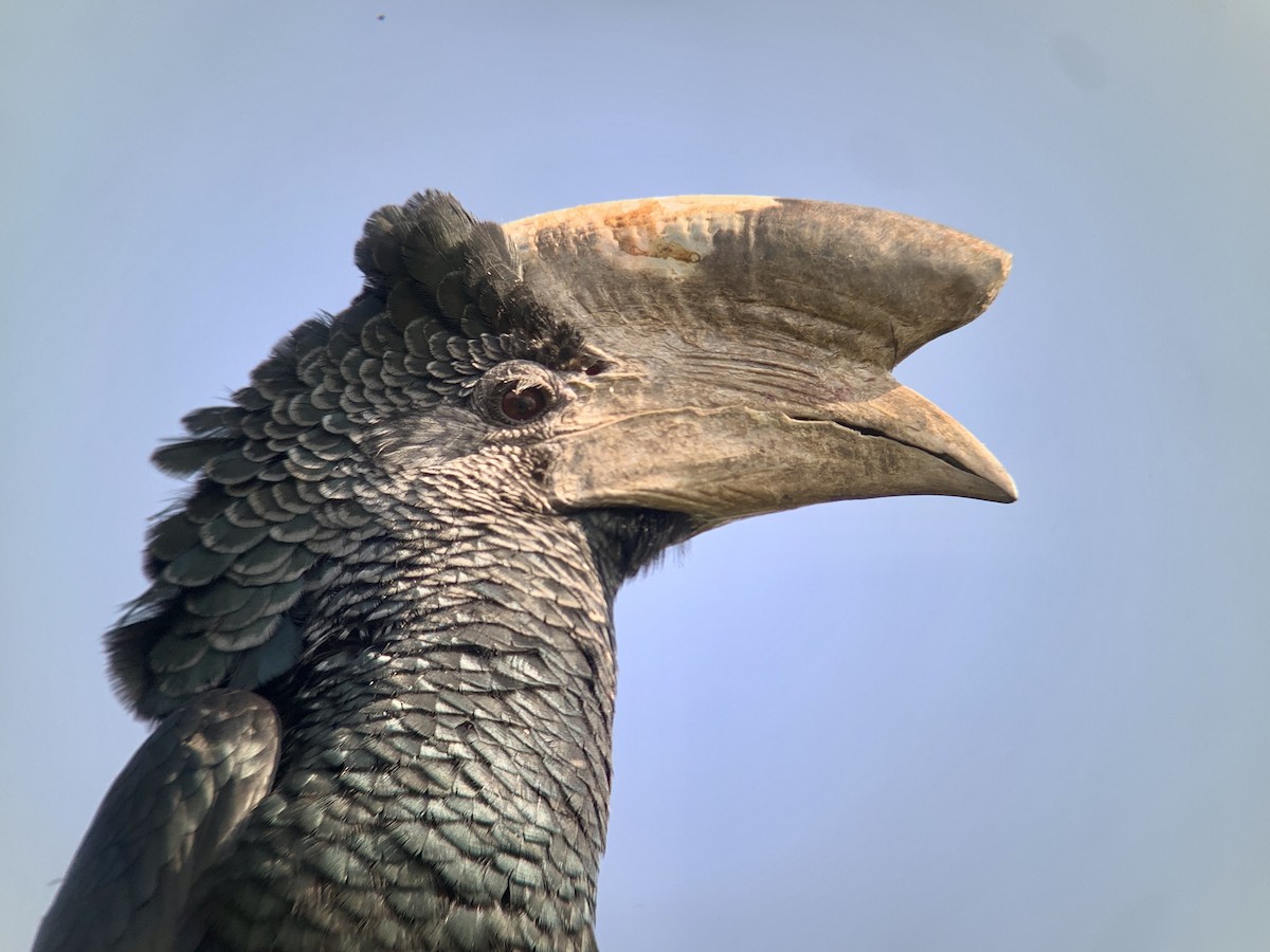 Grauwangen-Hornvogel - ML638170689