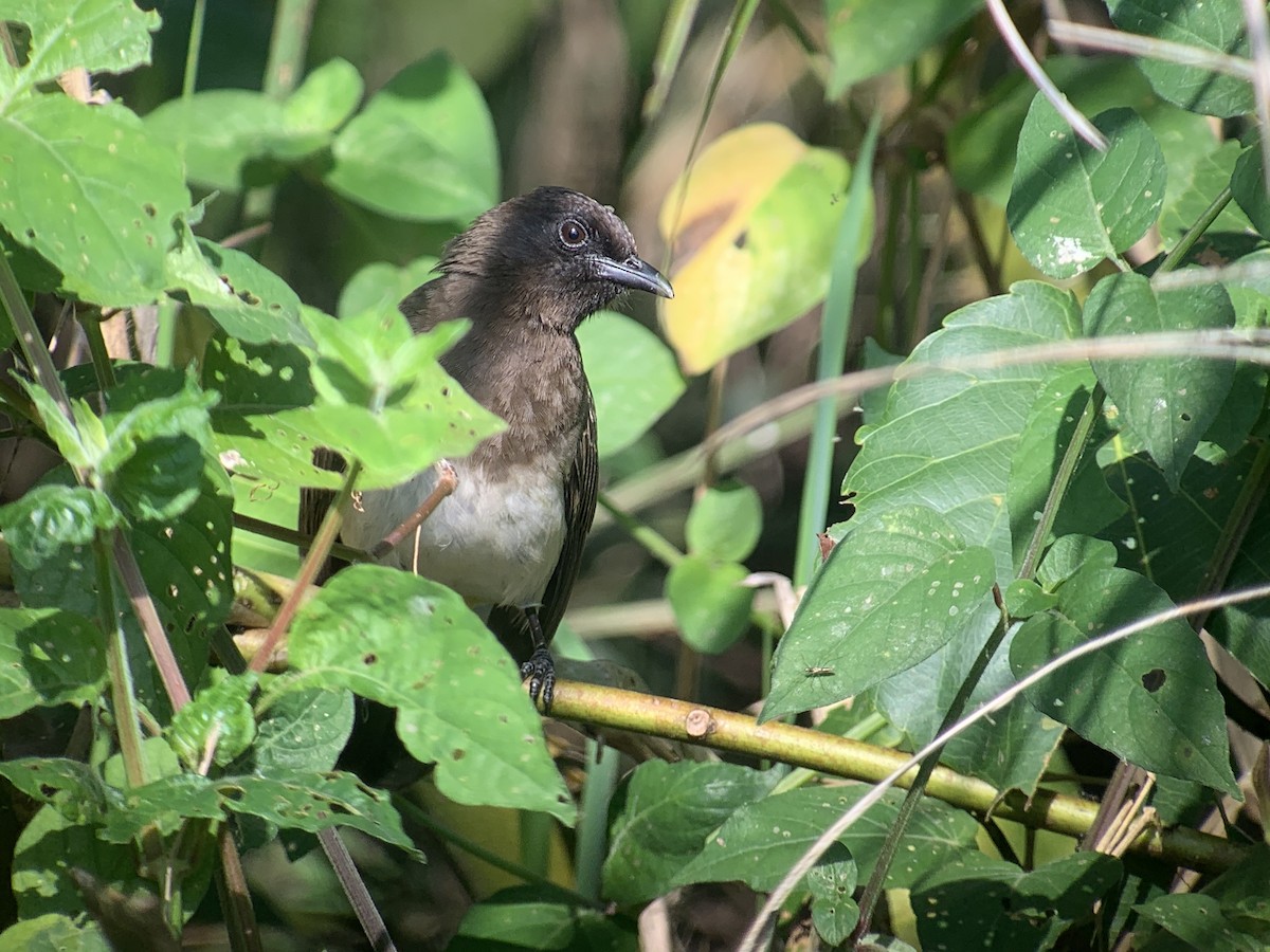 Common Bulbul (Dark-capped) - ML638170694