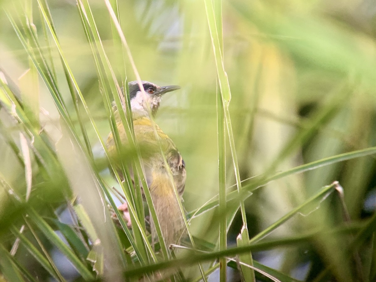 Gray-capped Warbler - ML638170698