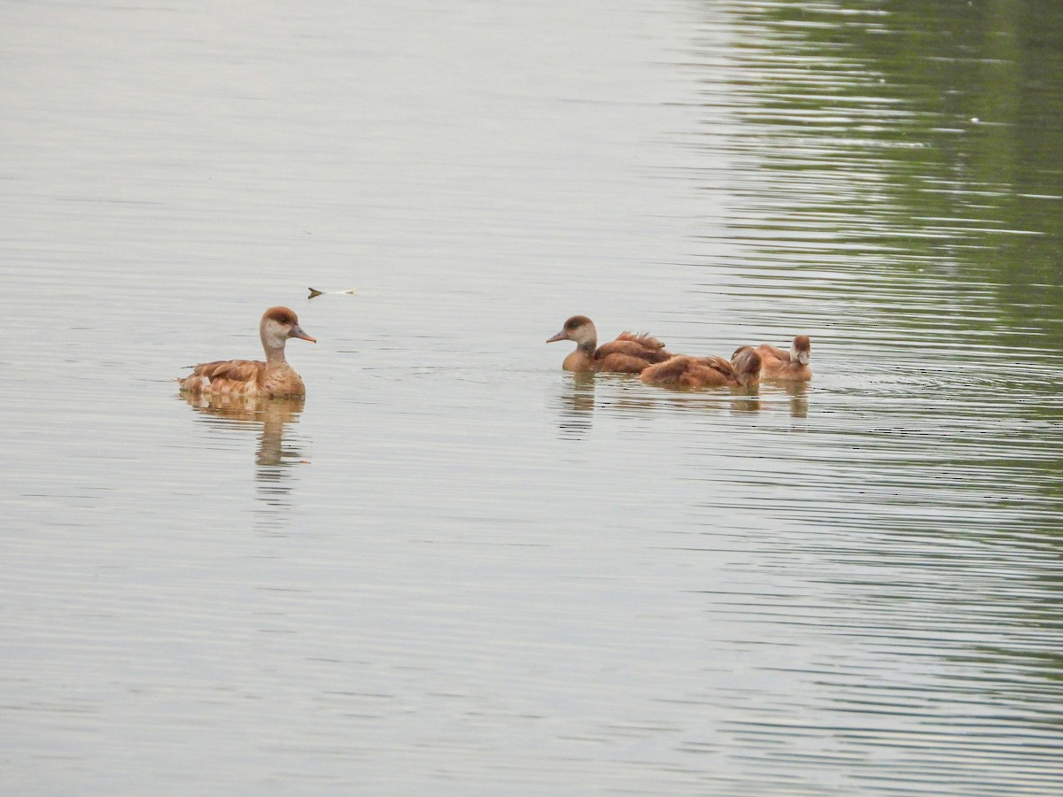Red-crested Pochard - ML638170765