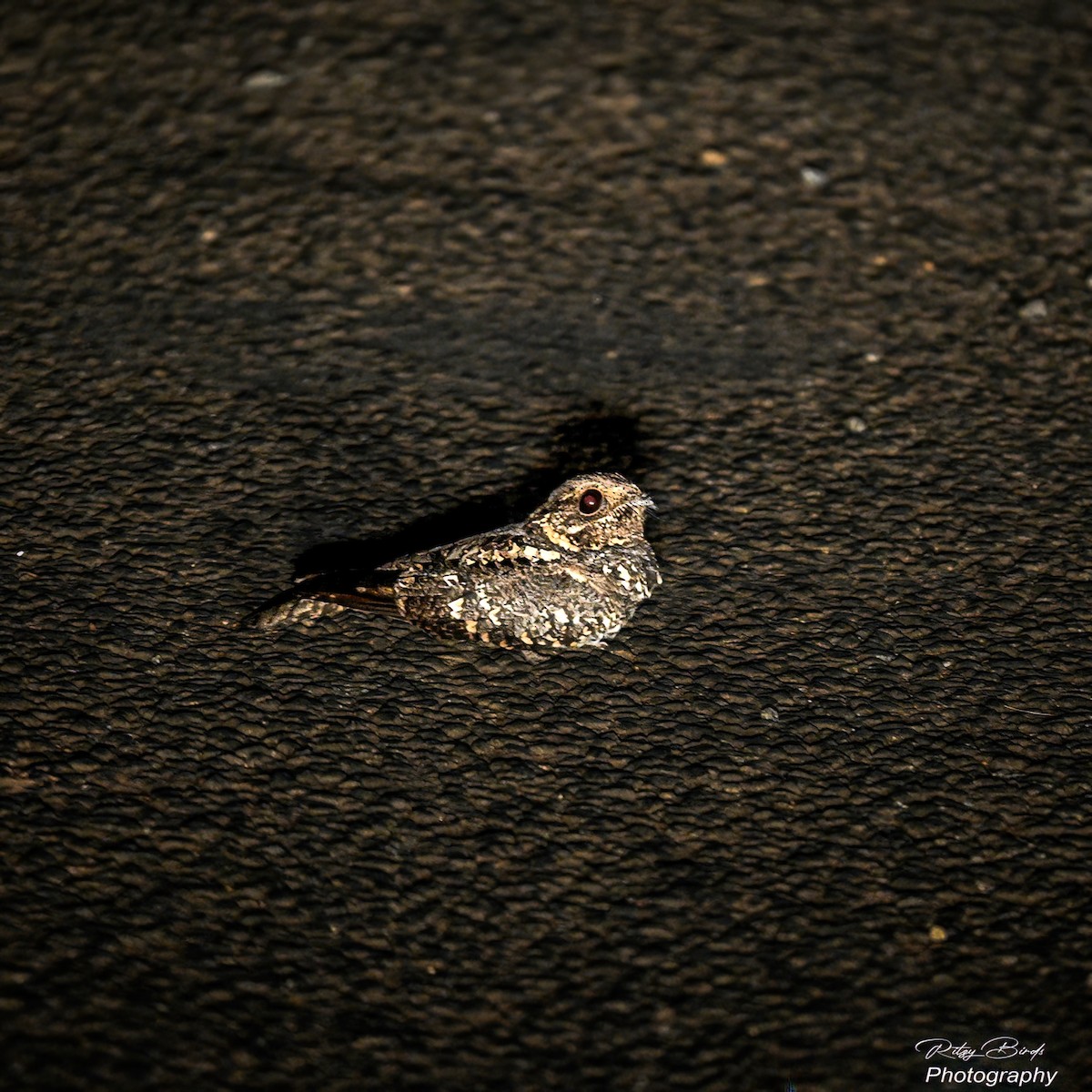 Montane Nightjar - ML638170779
