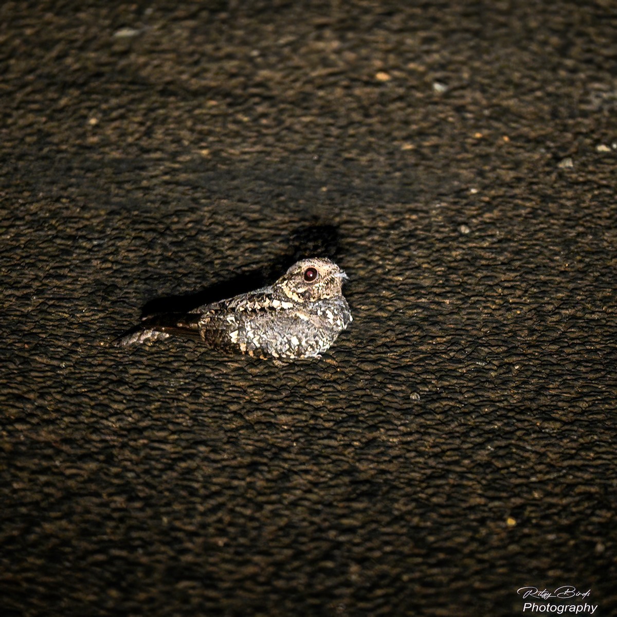 Montane Nightjar - ML638170780