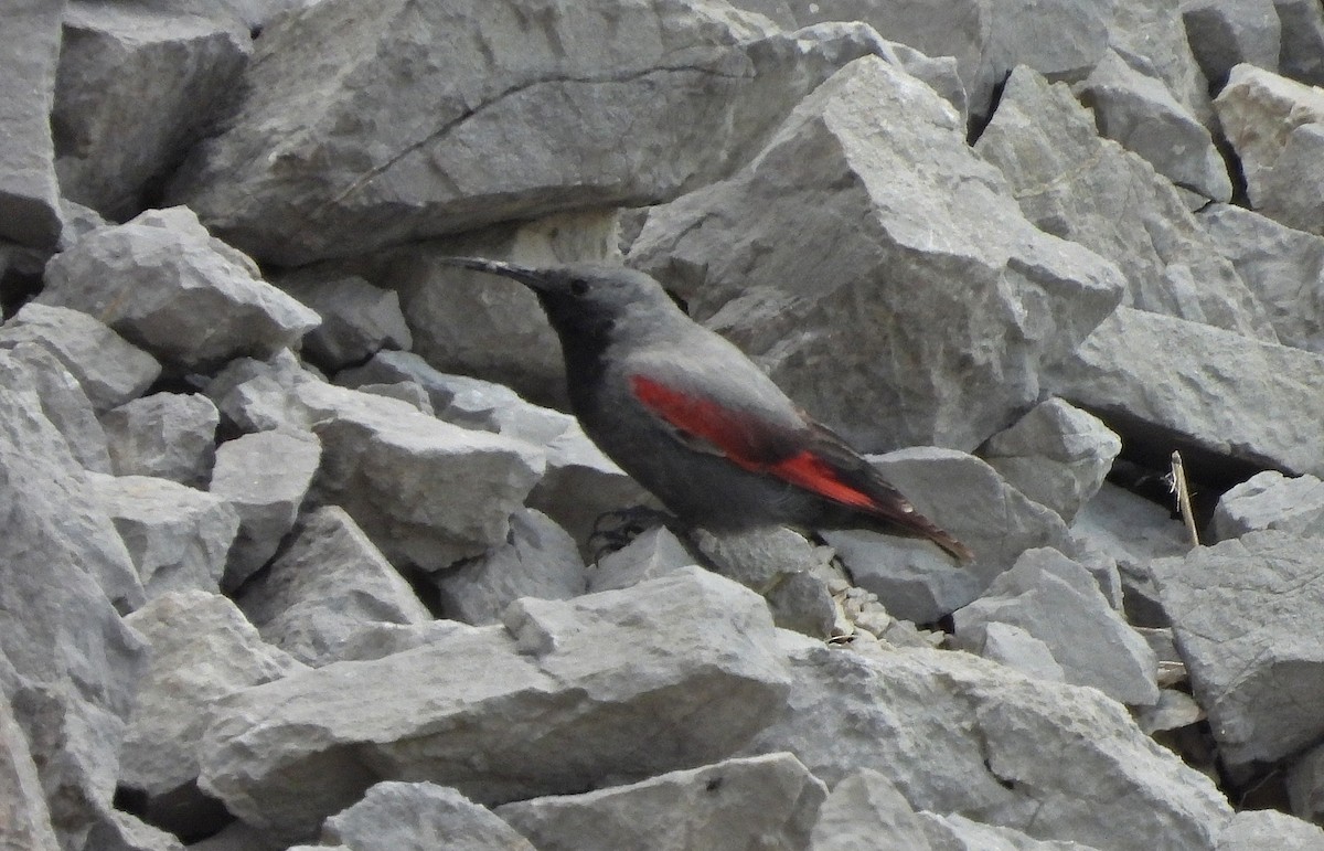 Wallcreeper - ML638170787