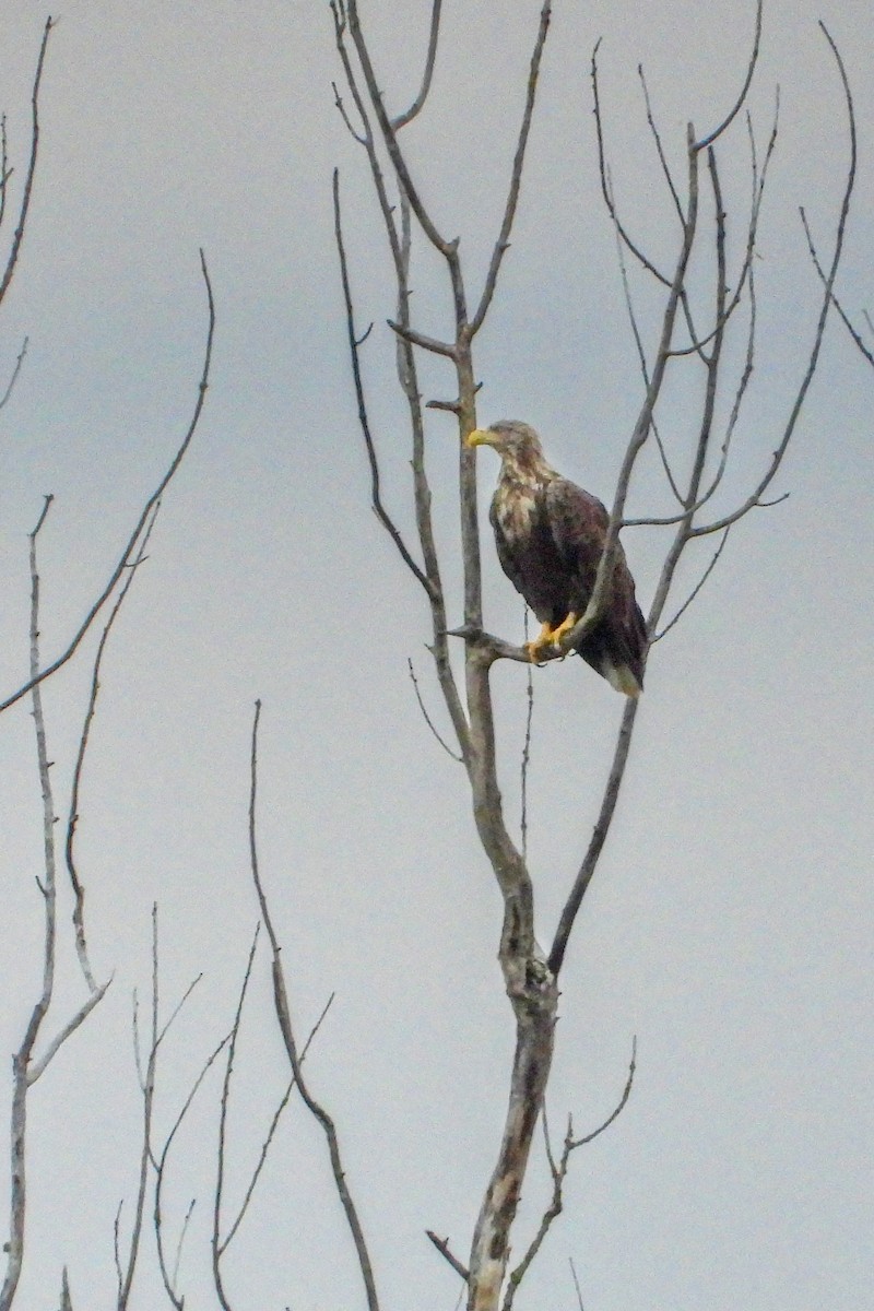 White-tailed Eagle - ML638170789