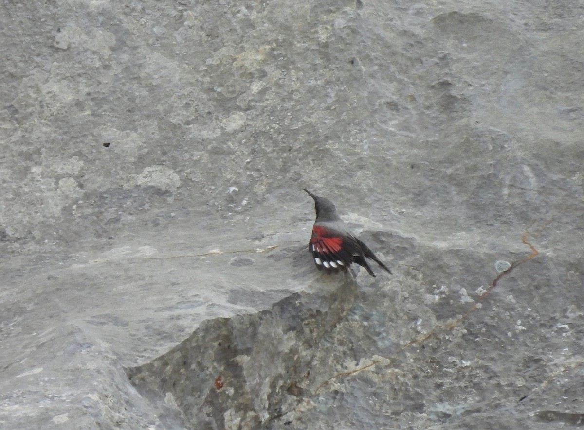 Wallcreeper - ML638170792