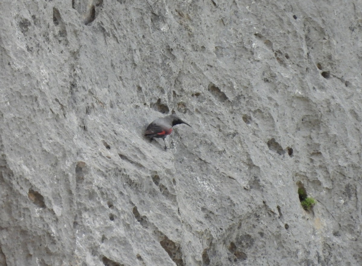 Wallcreeper - ML638170793