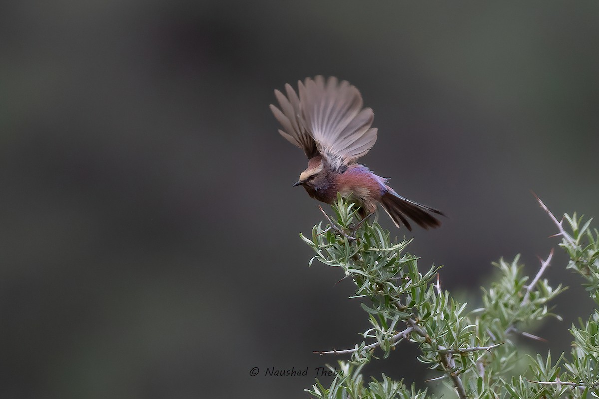 White-browed Tit-Warbler - ML638170805