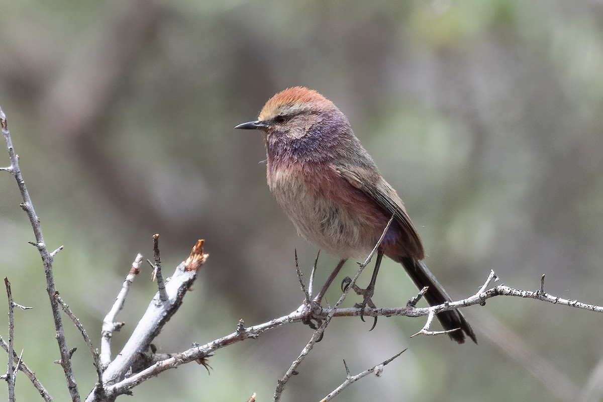White-browed Tit-Warbler - ML638170806