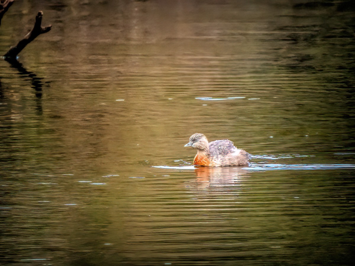 Hoary-headed Grebe - ML638170807