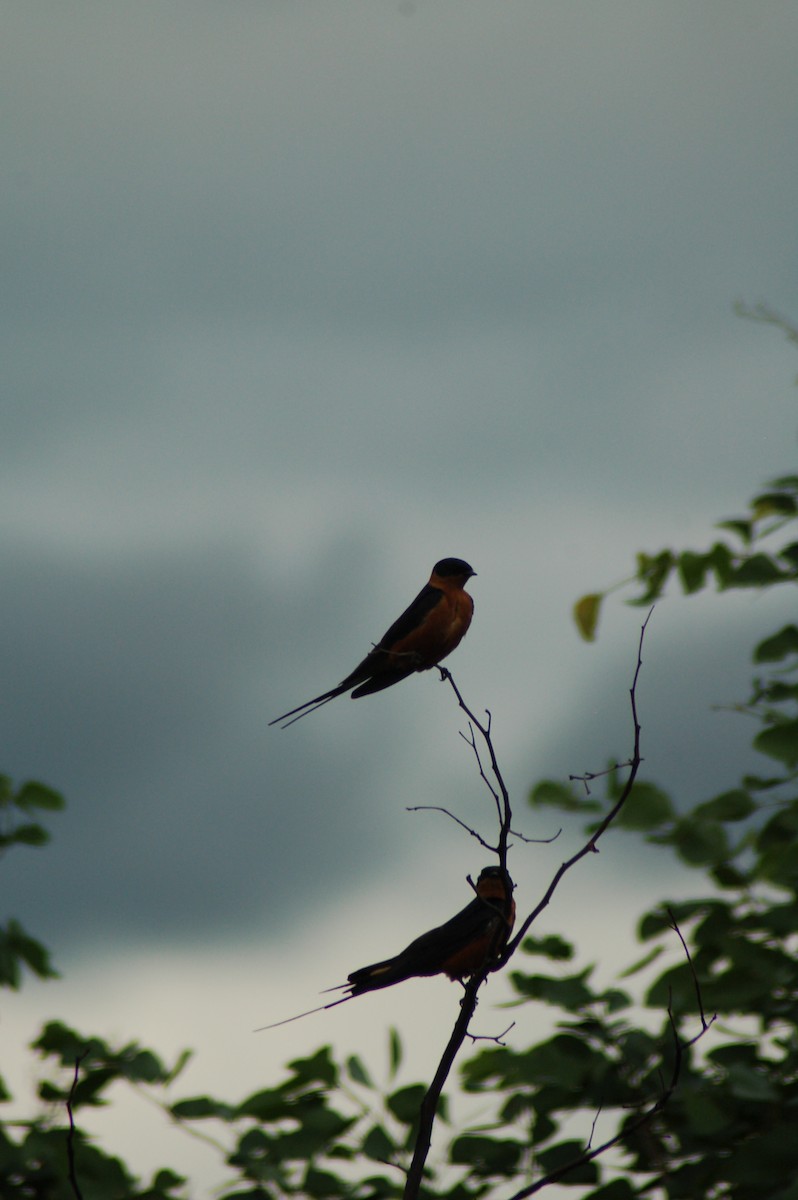 Rufous-chested Swallow - ML638170818