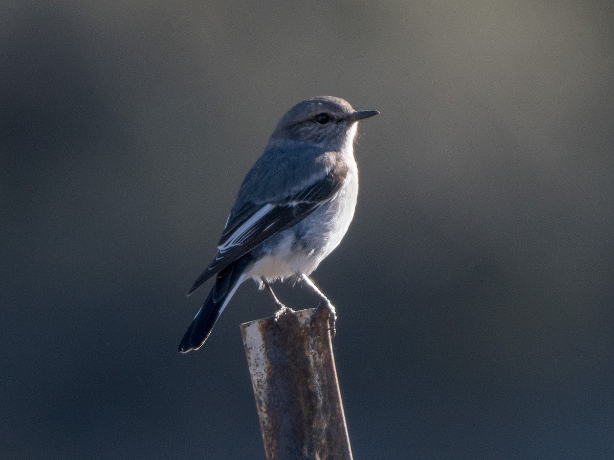 Hooded Robin - ML638170823