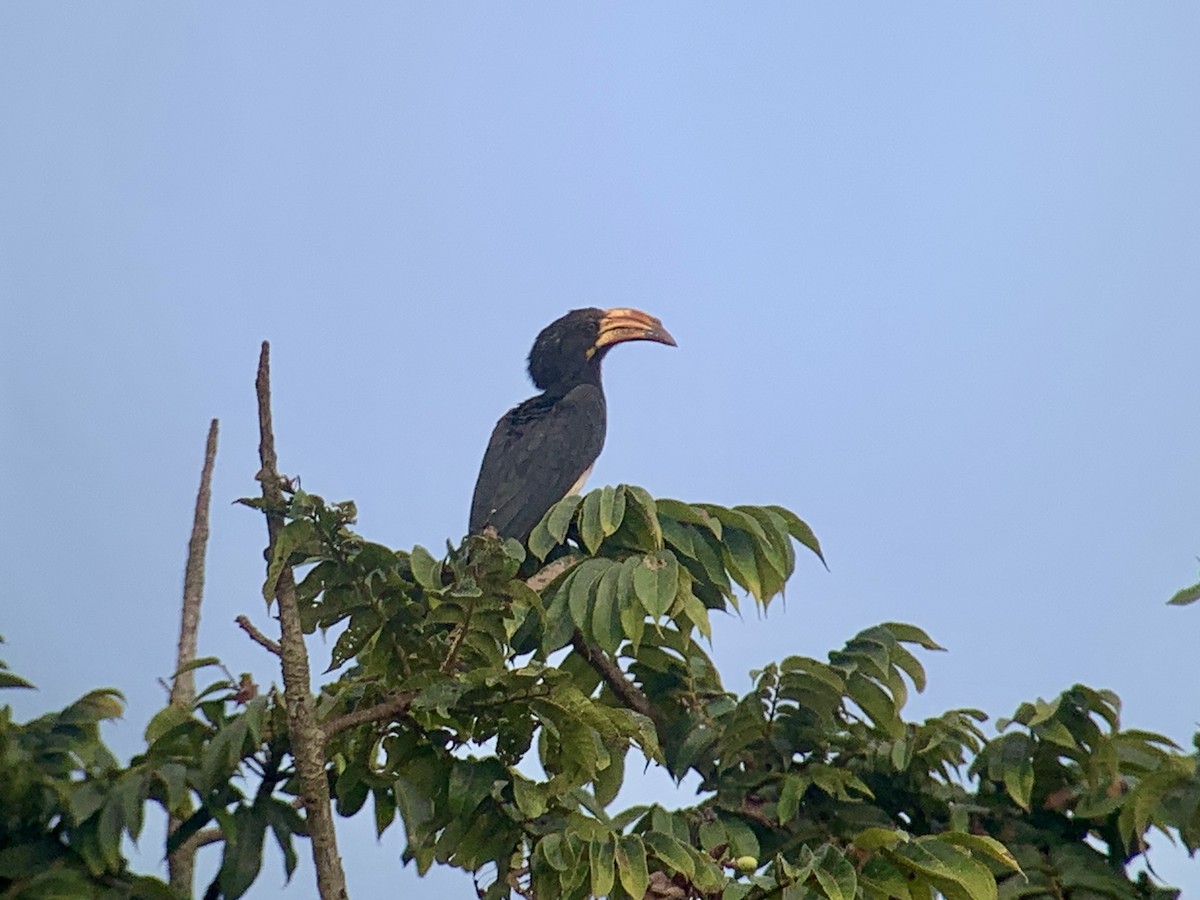 Congo Pied Hornbill - ML638170901