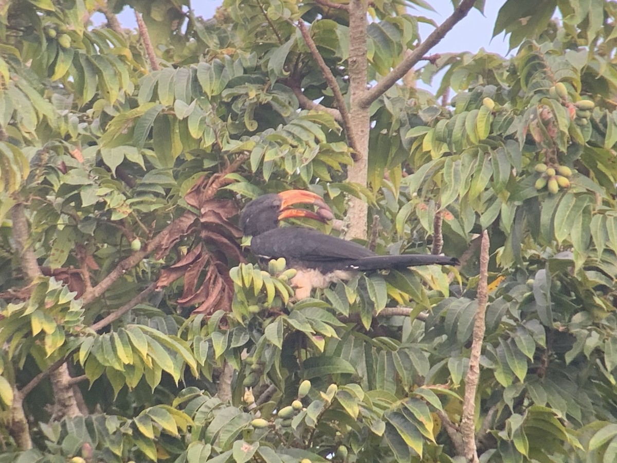 Congo Pied Hornbill - ML638170903