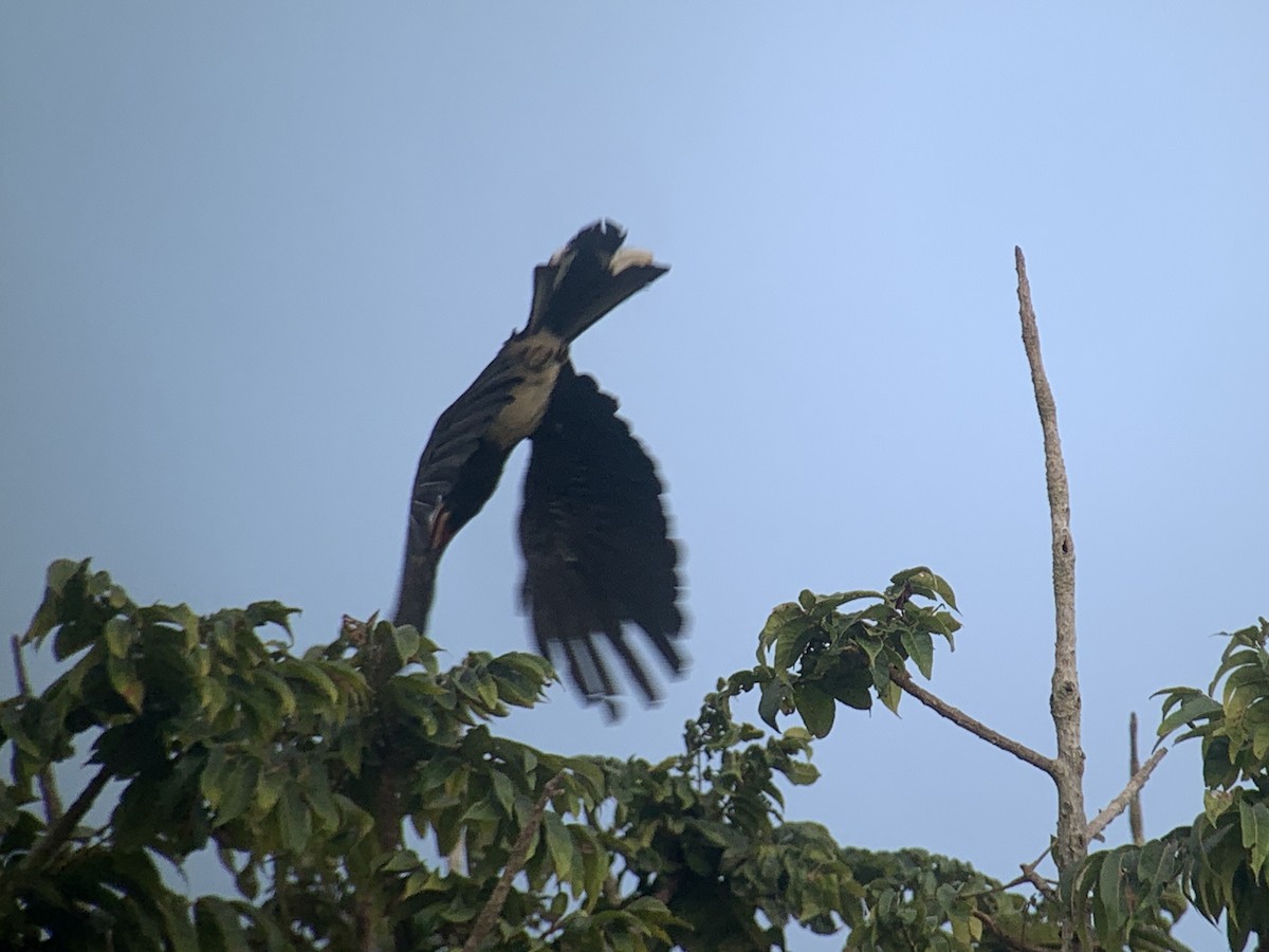 Congo Pied Hornbill - ML638170904