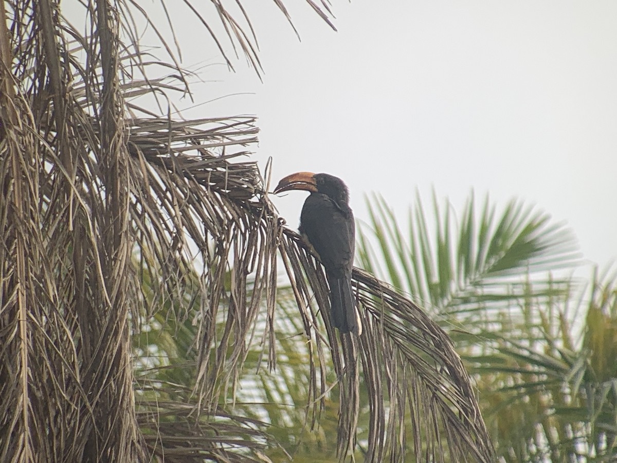 Congo Pied Hornbill - ML638170905