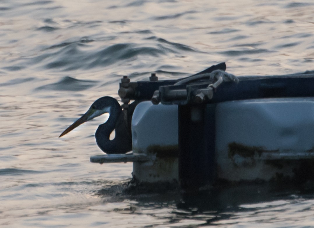 Western Reef-Heron - ML638170910