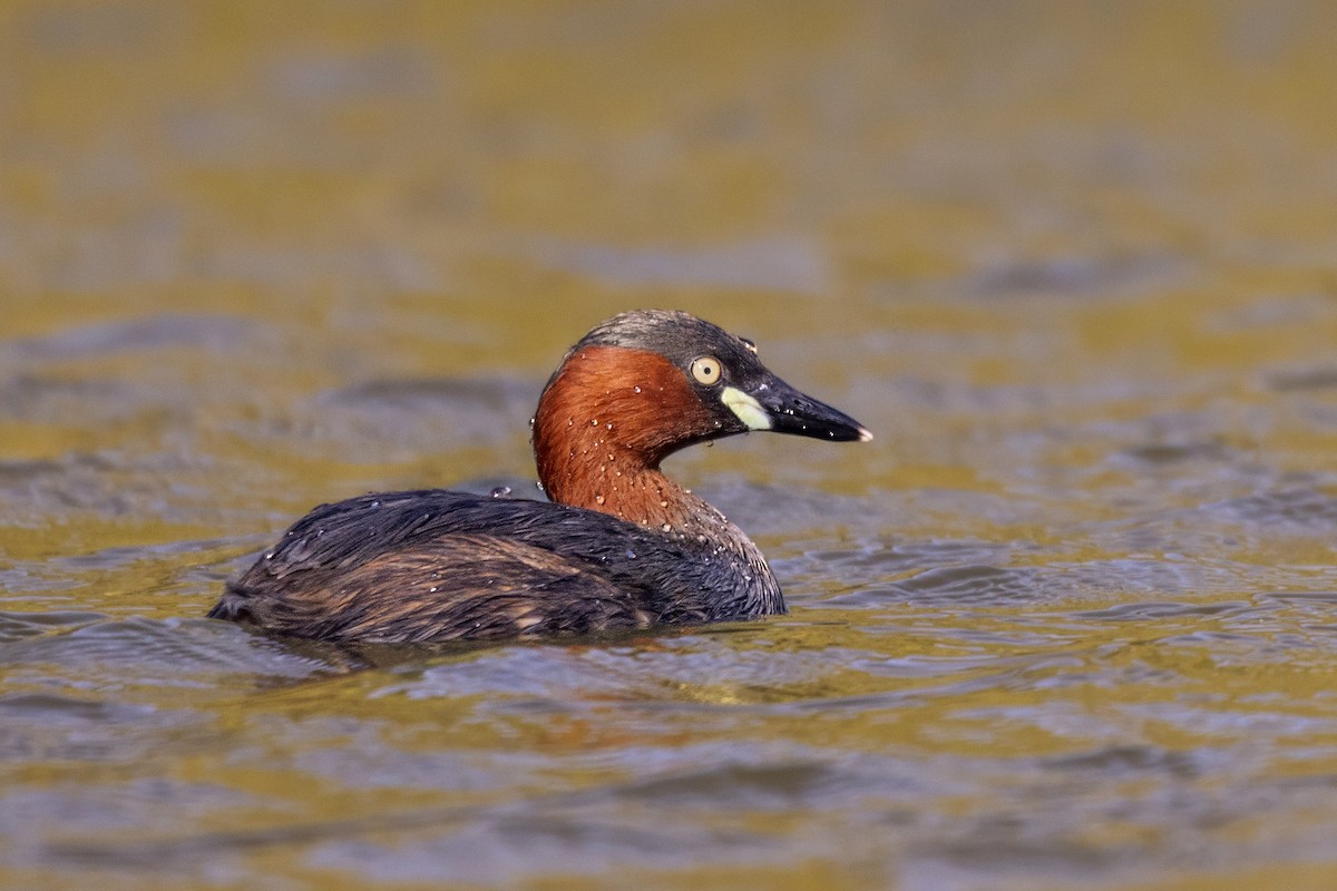 Little Grebe - ML638170915
