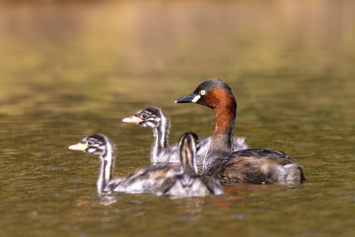 Little Grebe - ML638170916