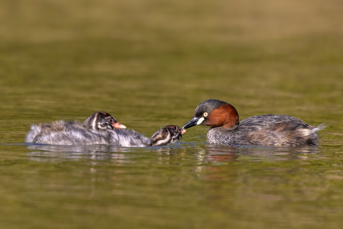 Little Grebe - ML638170917