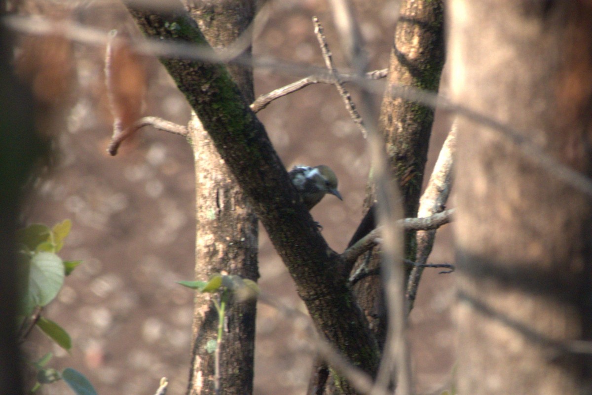 Brown-capped Pygmy Woodpecker - ML638170925