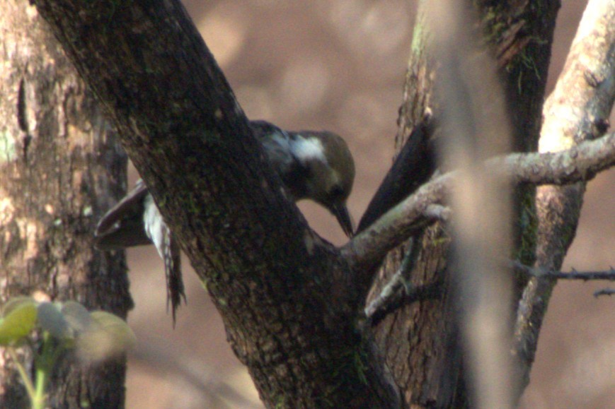 Brown-capped Pygmy Woodpecker - ML638170926
