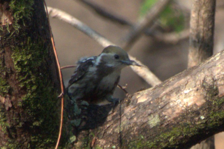 Brown-capped Pygmy Woodpecker - ML638170928