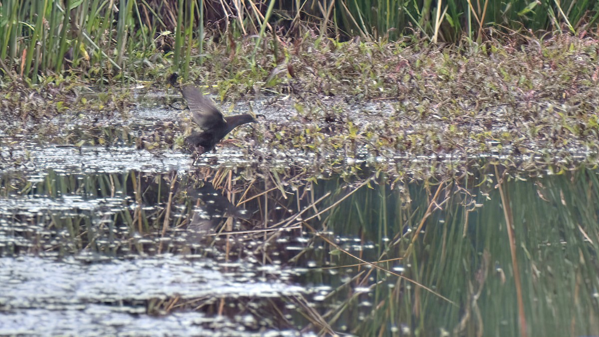 Spotless Crake - ML638170936
