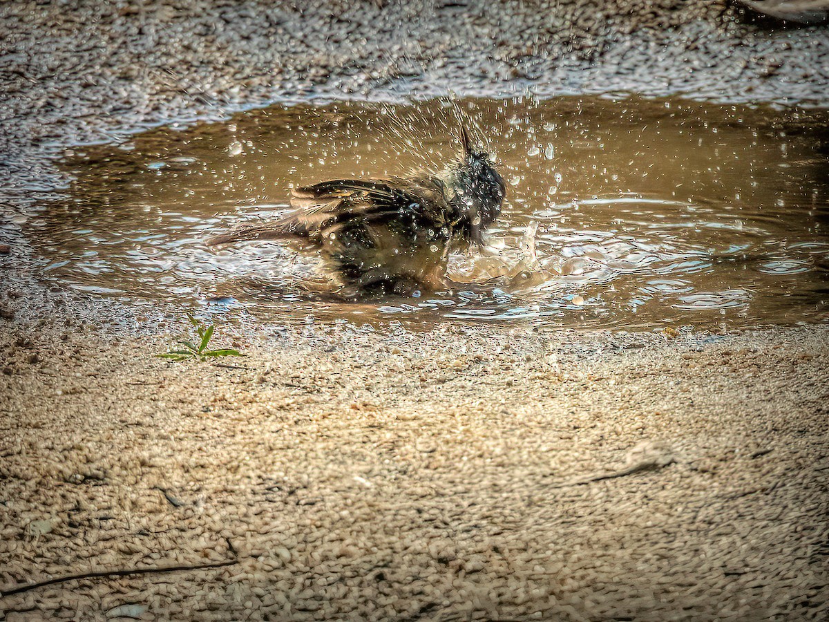 White-browed Scrubwren - ML638170946