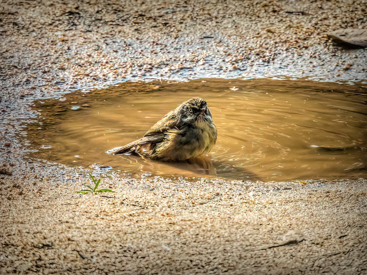White-browed Scrubwren - ML638170947