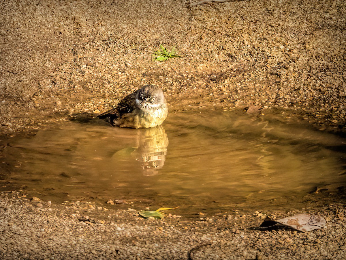 White-browed Scrubwren - ML638170948