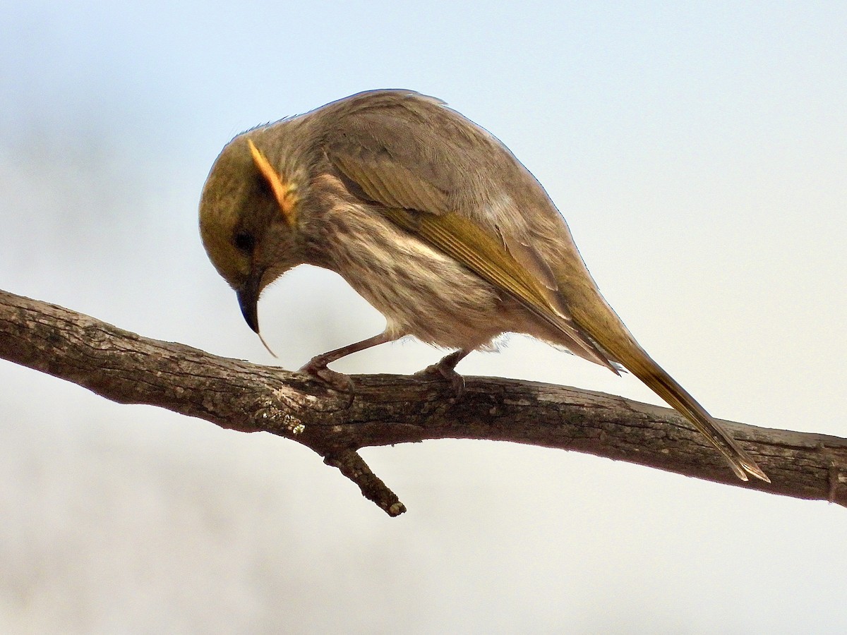 Yellow-plumed Honeyeater - ML638170959