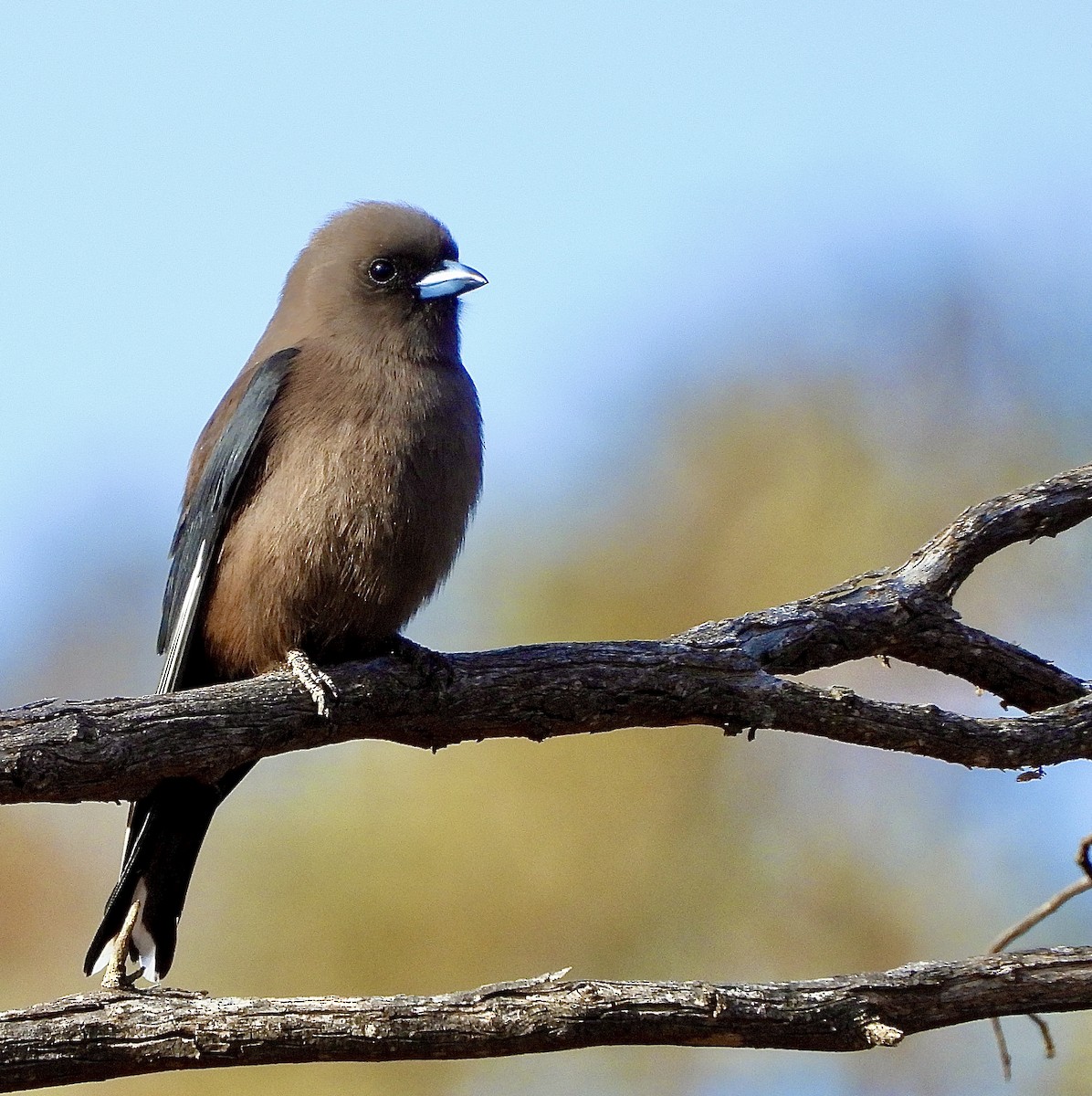 Dusky Woodswallow - ML638170979
