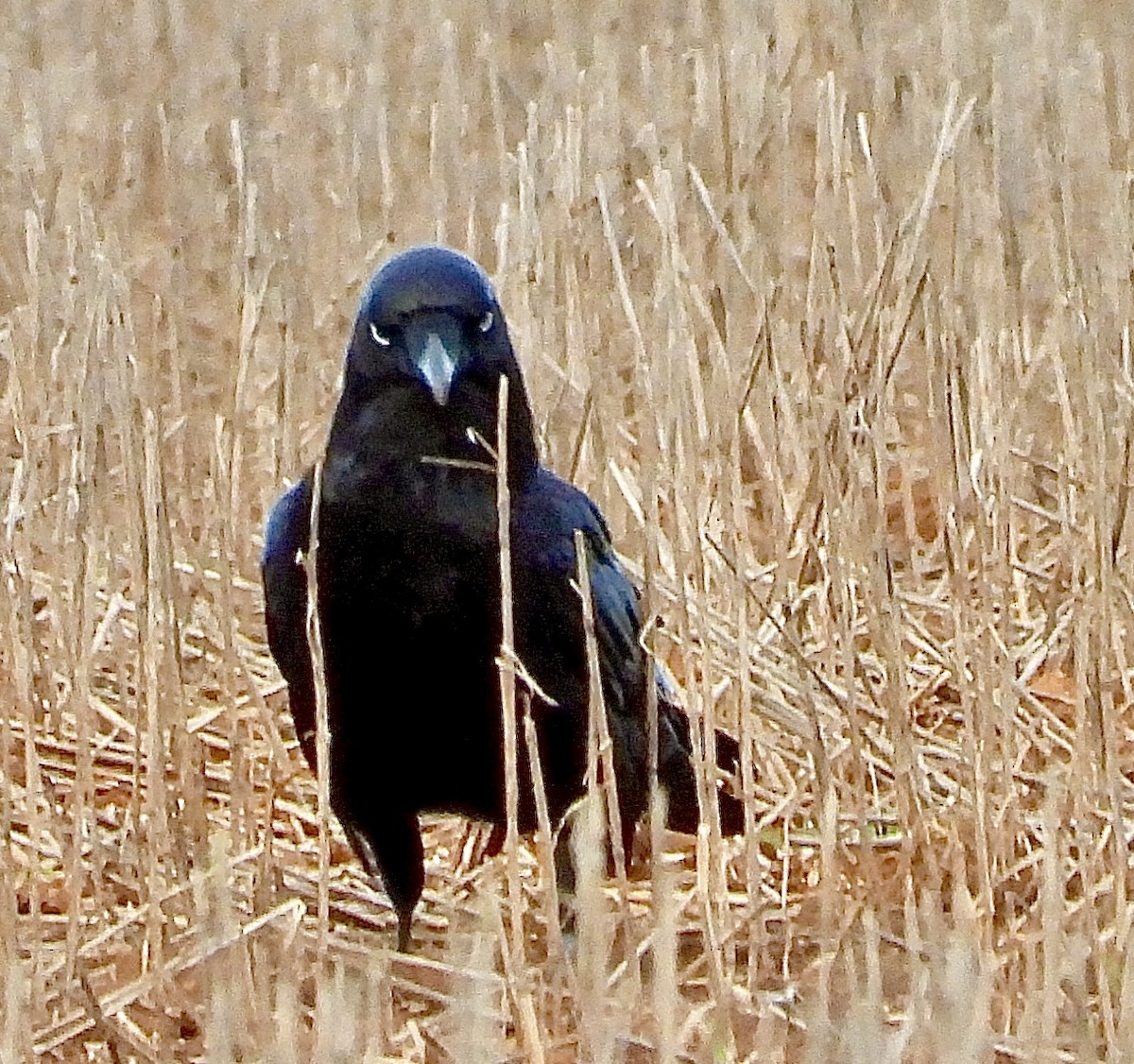 Australian Raven - ML638170981