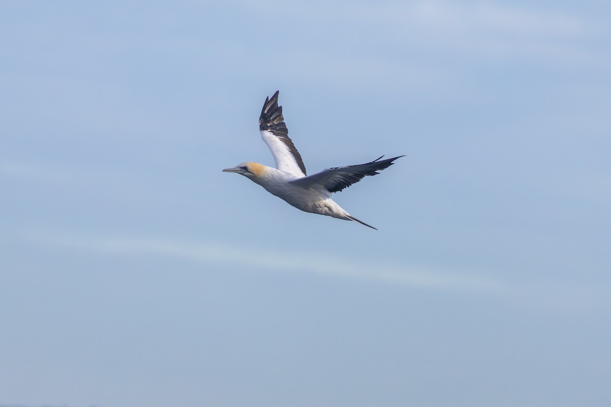 Australasian Gannet - ML638171008