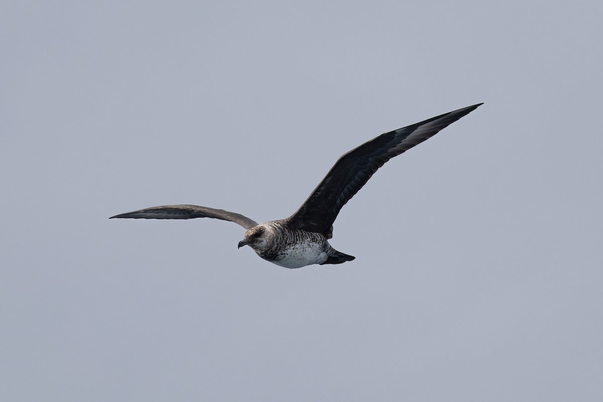 Pomarine Jaeger - ML638171019