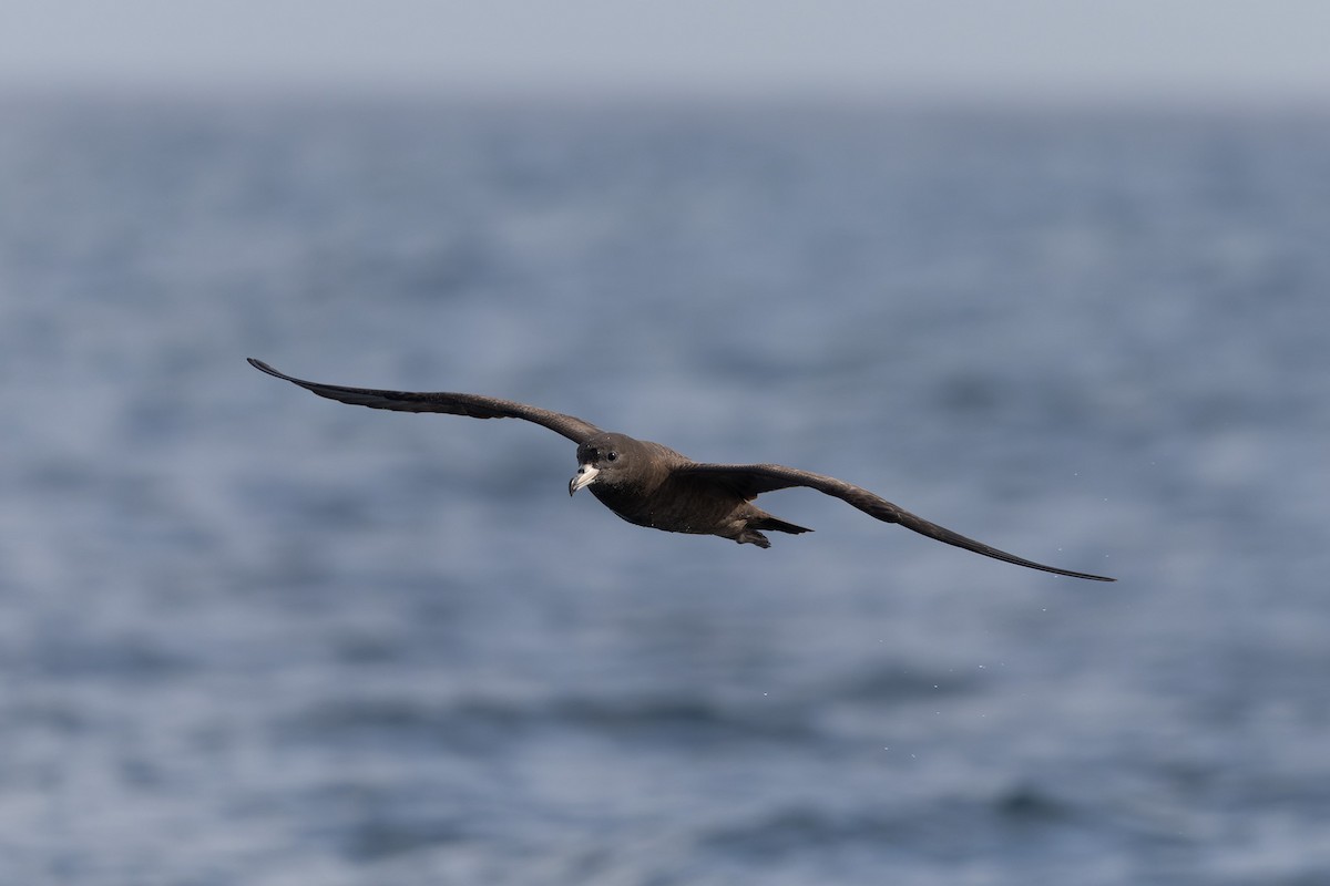 Flesh-footed Shearwater - ML638171034