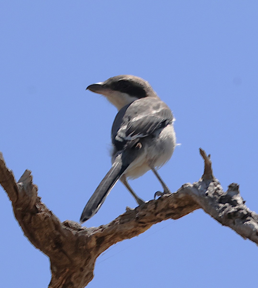 Iberian Gray Shrike - ML638171065