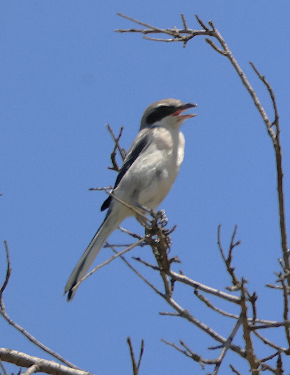 Iberian Gray Shrike - ML638171066