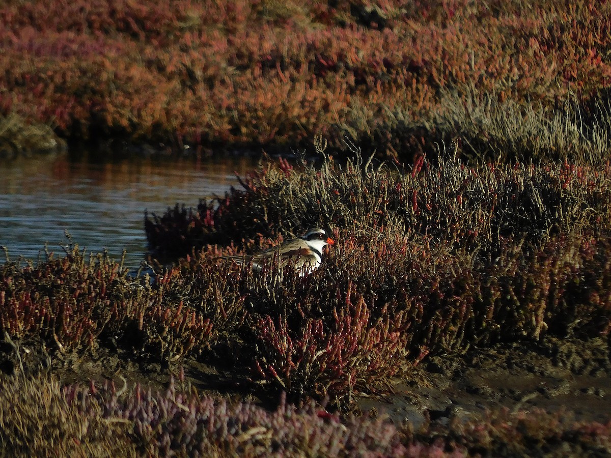 Black-fronted Dotterel - ML638171068