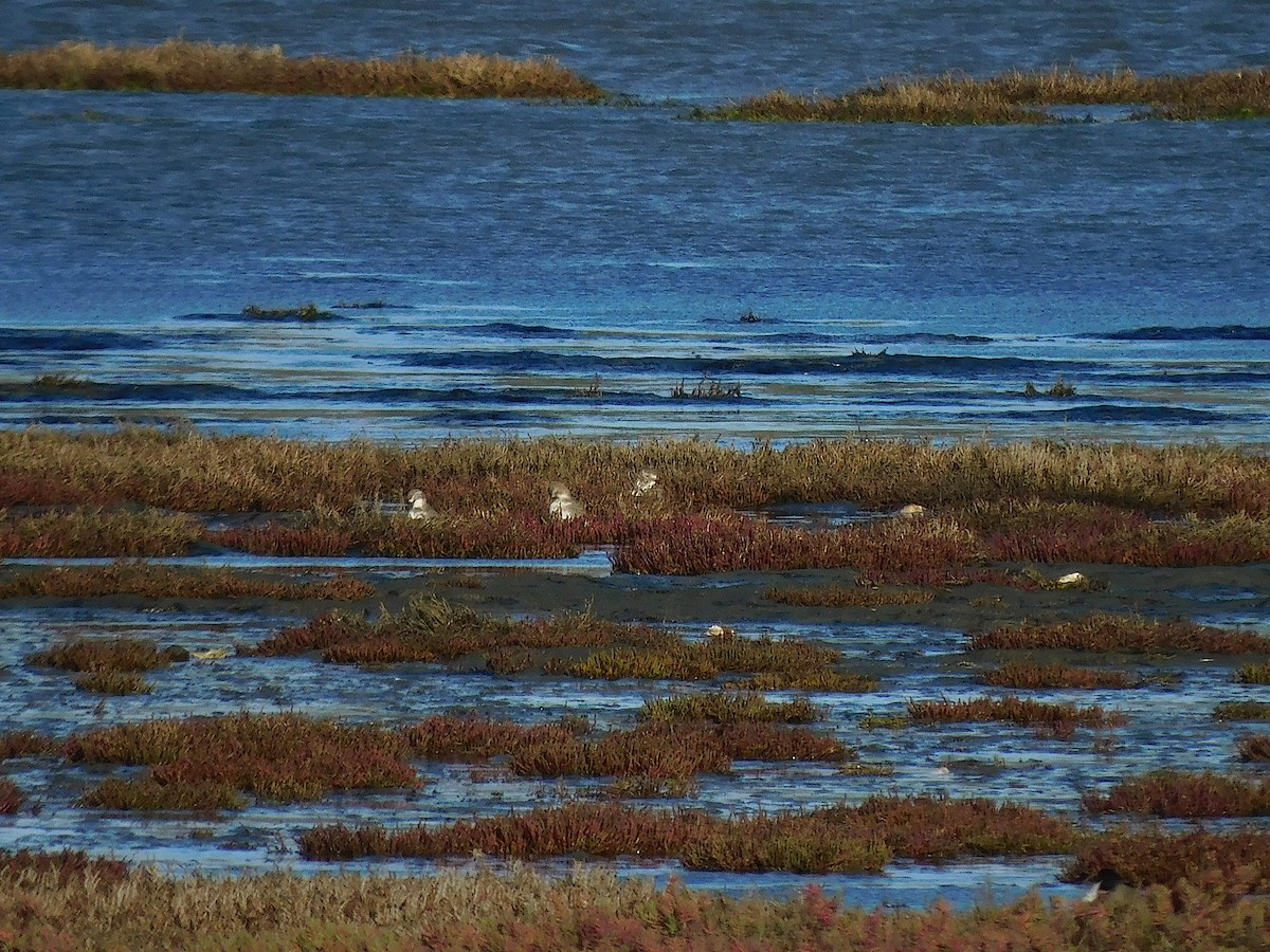 Double-banded Plover - ML638171088