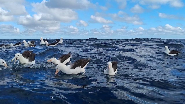 Black-browed Albatross (Black-browed) - ML638171096